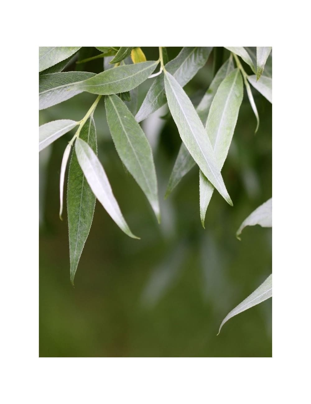 découvrez le salix, un genre de plantes aquatiques aux qualités esthétiques et écologiques remarquables. apprenez tout sur ses différents types, ses bienfaits pour l'environnement et son entretien dans votre jardin.