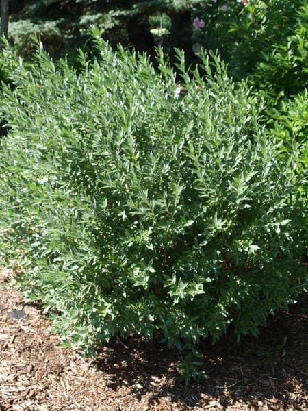 découvrez salix, un acteur innovant dans le domaine de [votre secteur ou domaine d'activité], offrant des solutions uniques et durables pour répondre à vos besoins. explorez nos produits et services conçus pour améliorer votre expérience et optimiser vos résultats.